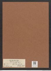 Surirella ovalis var. angusta (Kuetz.) V. H. (de-Toni-Nr.: Genus 53, Species 2271) Zeichnungen Sammlung Grunow Mappe 02480 (Herbarium_W_Grunow_drawings_Folder_02480)